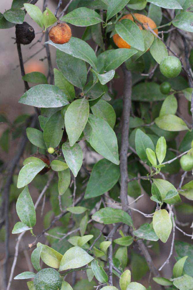              Shade leaves (Riverside, CA)       
